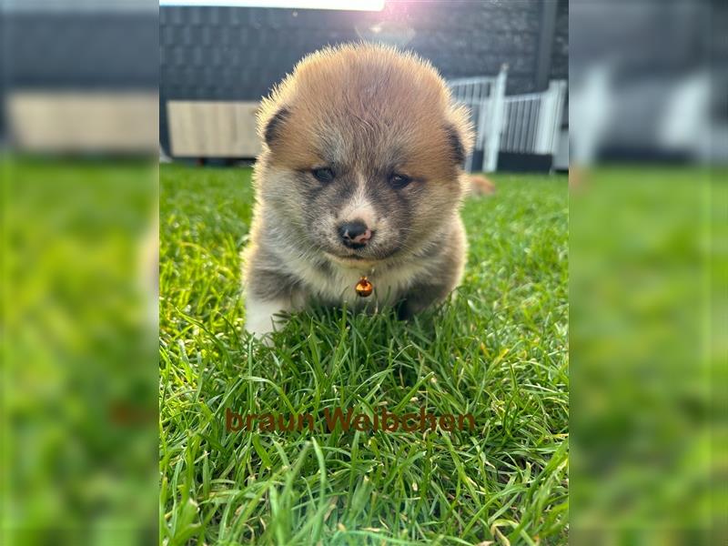 Akita Inu Welpen Minden auszugsbereit