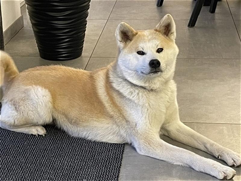 Akita Inu Welpen Minden auszugsbereit