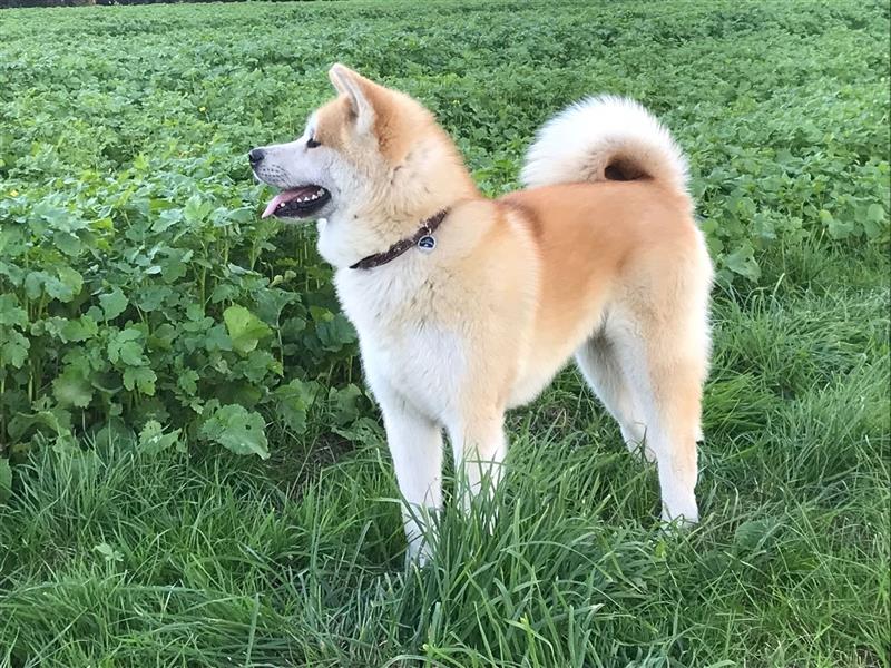 Akita Inu Welpen Minden auszugsbereit