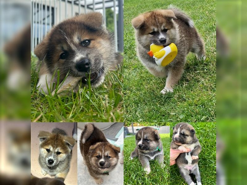 Akita Inu Welpen Minden auszugsbereit