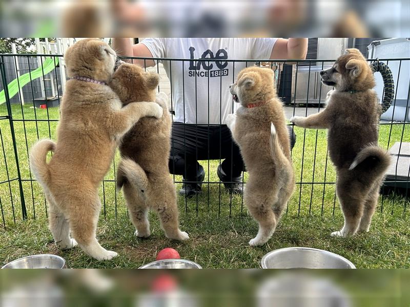 Akita Inu Welpen Minden auszugsbereit