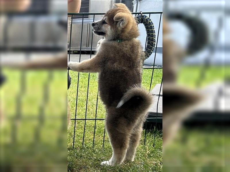 Akita Inu Welpen Minden auszugsbereit