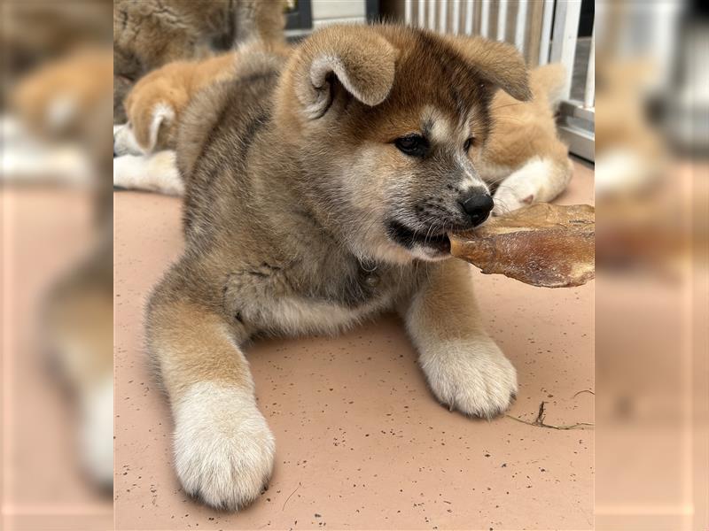 Akita Inu Welpen Minden auszugsbereit