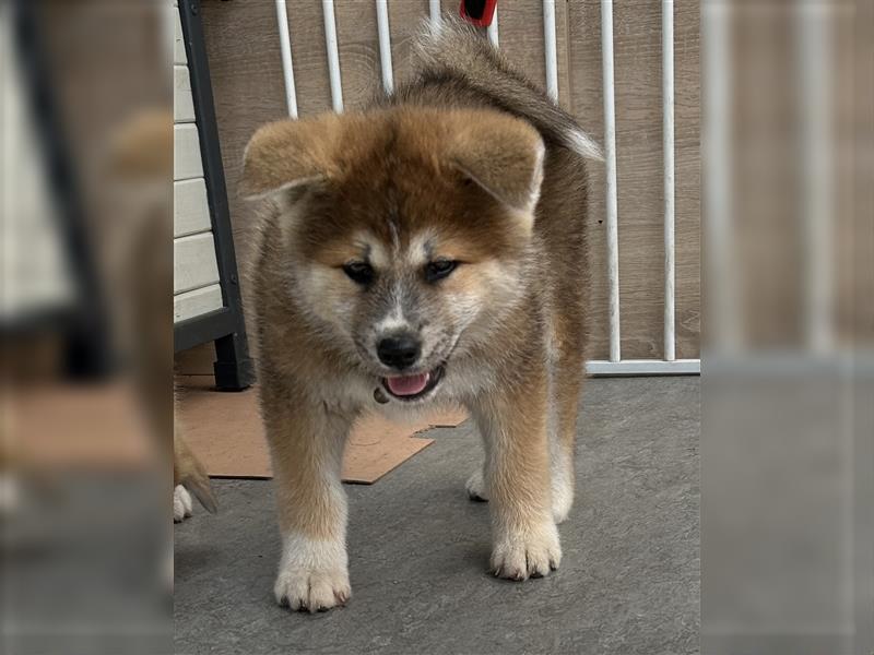 Akita Inu Welpen Minden auszugsbereit