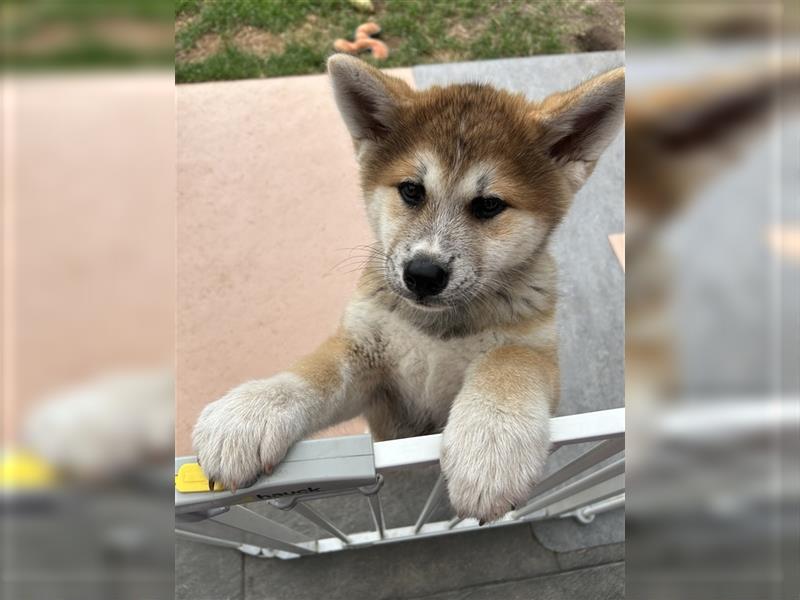 Akita Inu Welpen Minden auszugsbereit