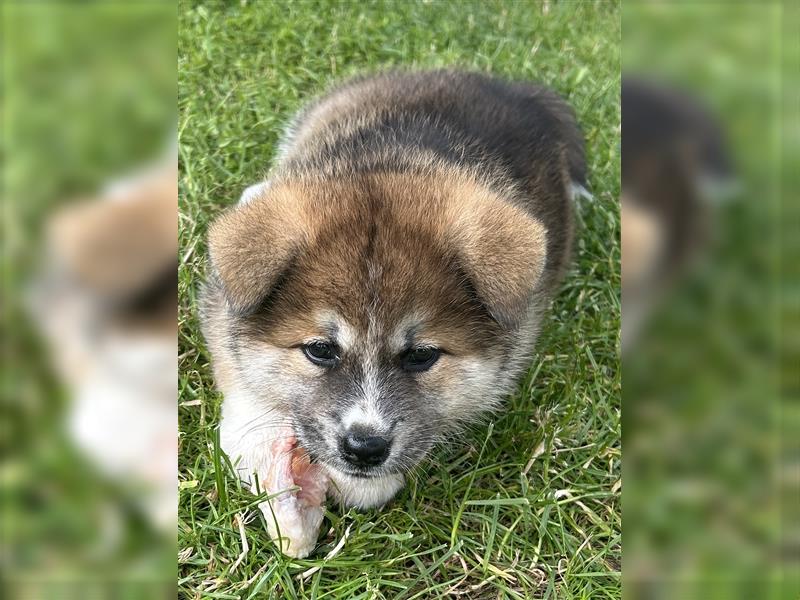 Akita Inu Welpen Minden auszugsbereit