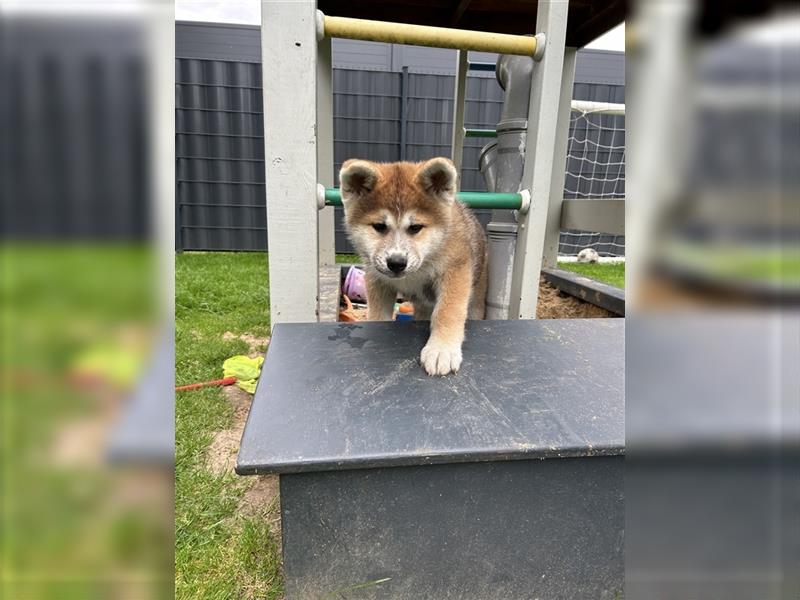 Akita Inu Welpen Minden auszugsbereit