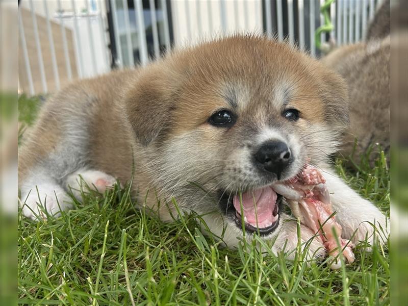 Akita Inu Welpen Minden auszugsbereit