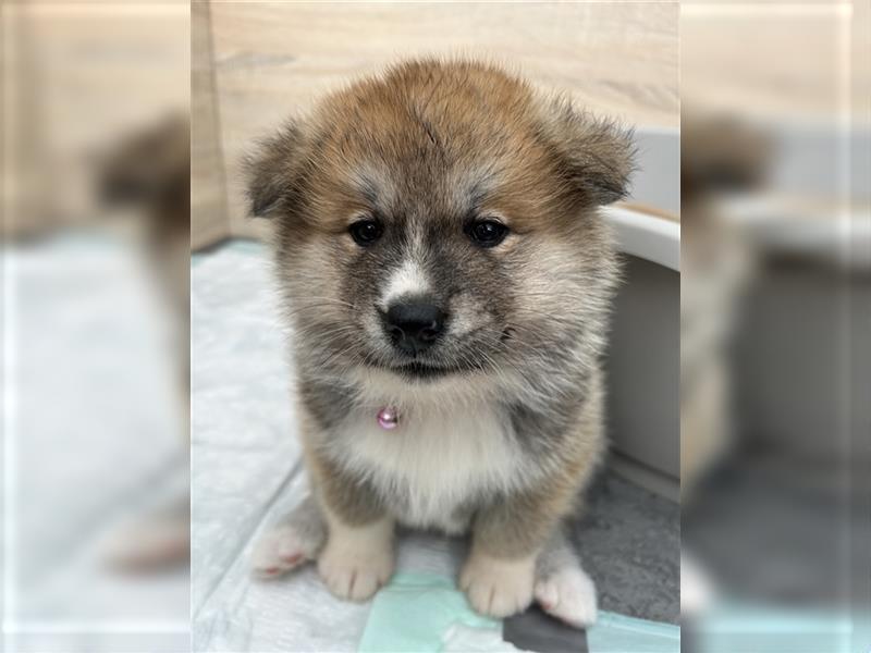 Akita Inu Welpen Minden auszugsbereit