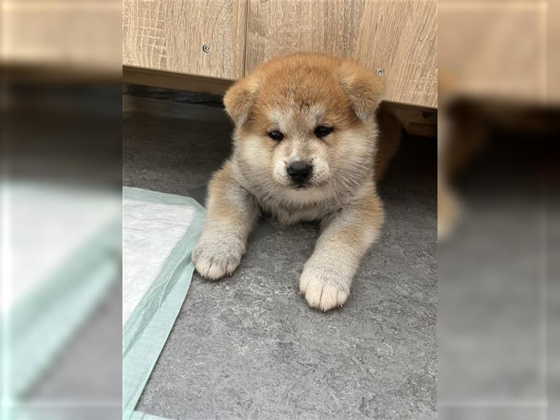 Akita Inu Welpen Minden auszugsbereit