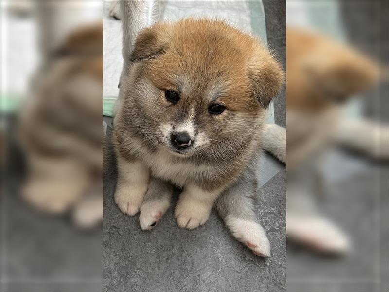 Akita Inu Welpen Minden auszugsbereit