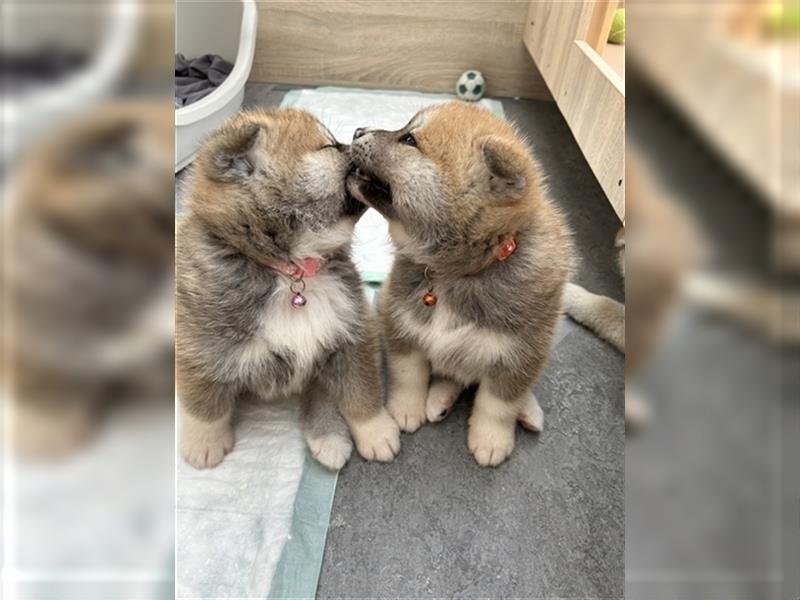 Akita Inu Welpen Minden auszugsbereit