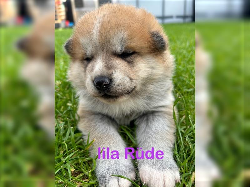 Akita Inu Welpen Minden auszugsbereit