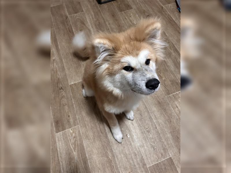 Akita Inu