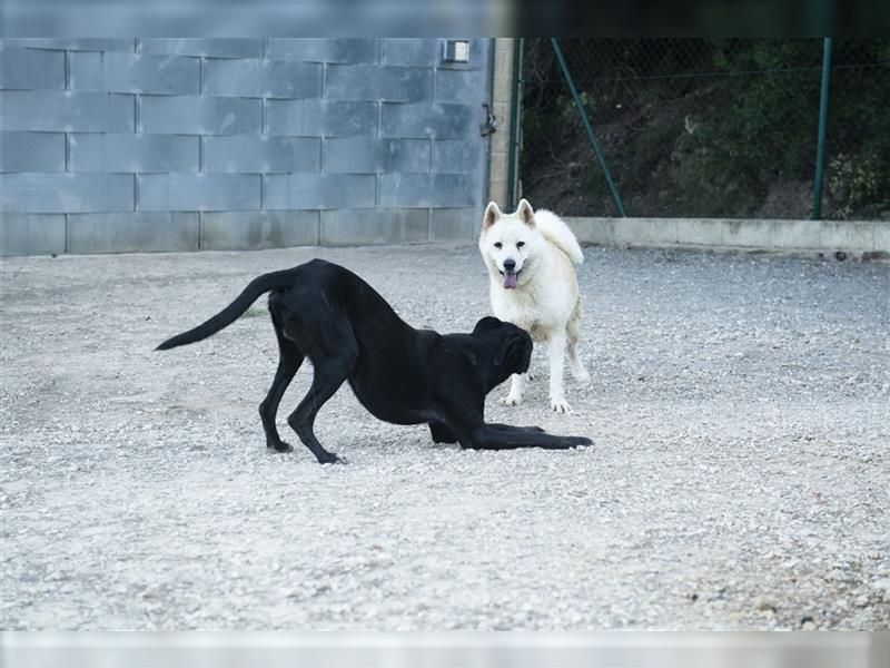 ALANA- treuester Hund überhaupt