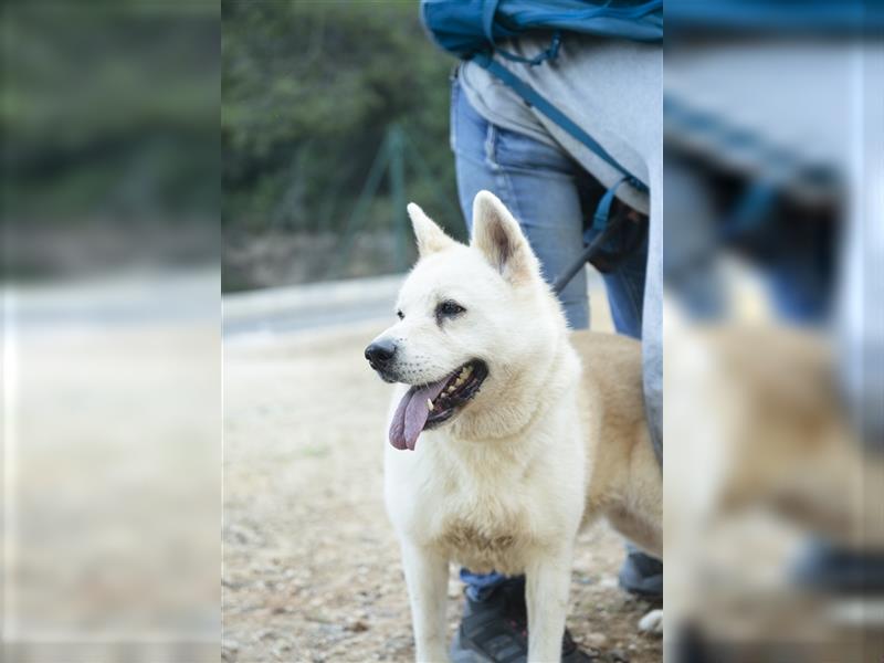 ALANA- treuester Hund überhaupt