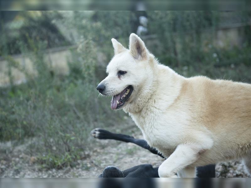 ALANA- treuester Hund überhaupt