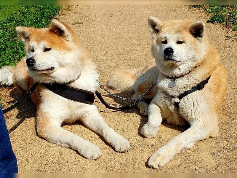 Akita Inu Welpen