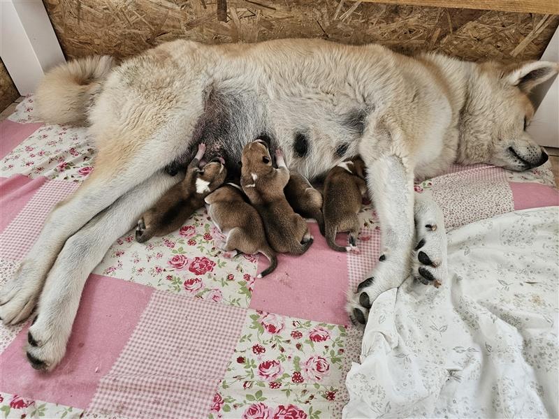 Akita Inu Welpen