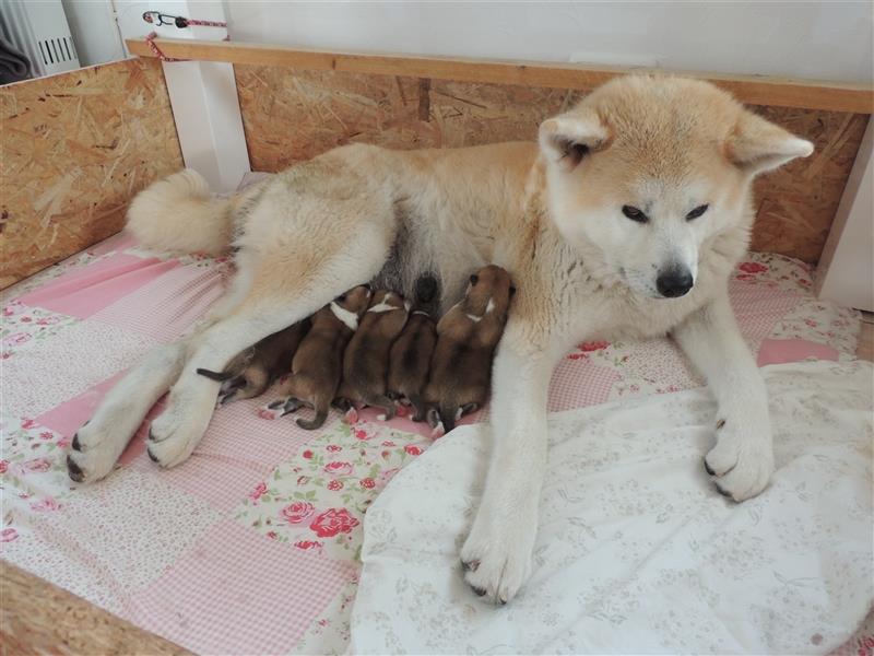 Akita Inu Welpen