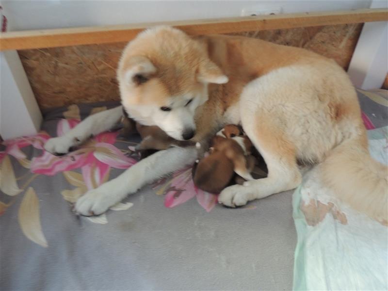 Akita Inu Welpen