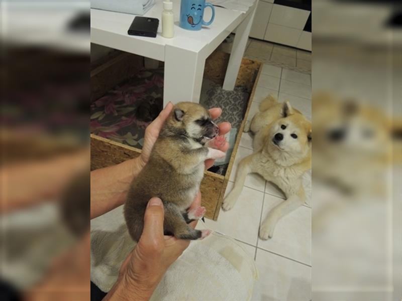 Akita Inu Welpen