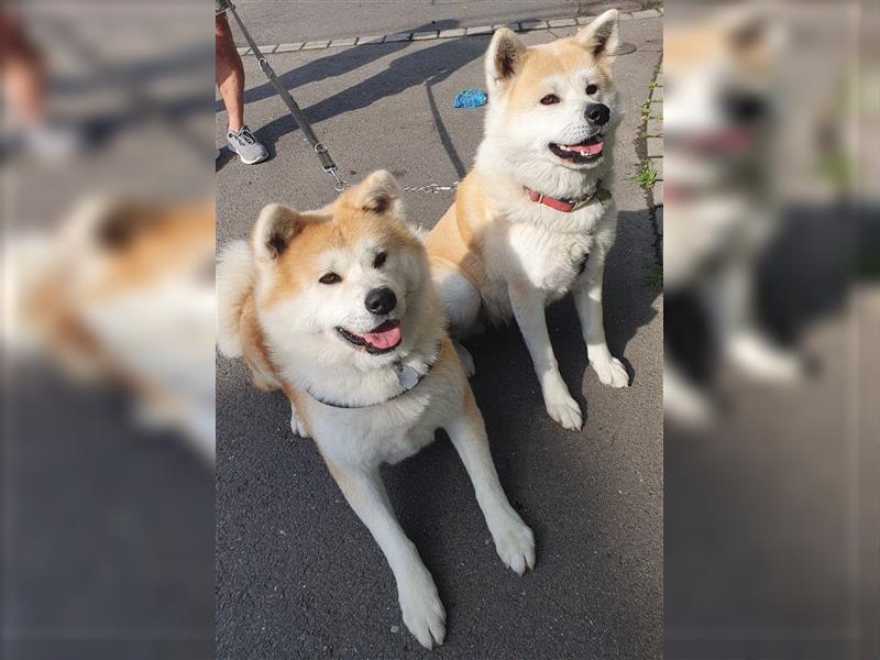 Akita Inu Welpen