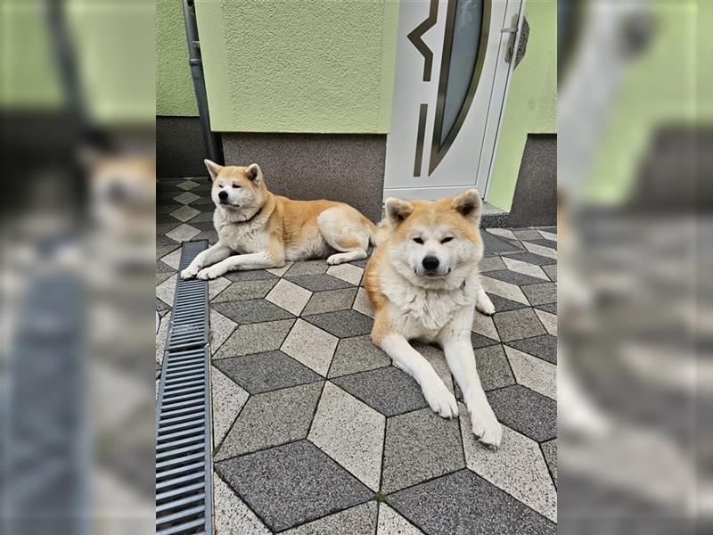 Akita Inu Welpen