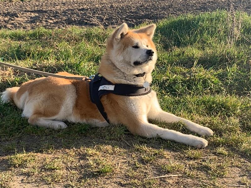 Akita Inu Welpen