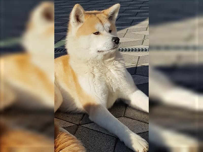 Akita Inu Welpen