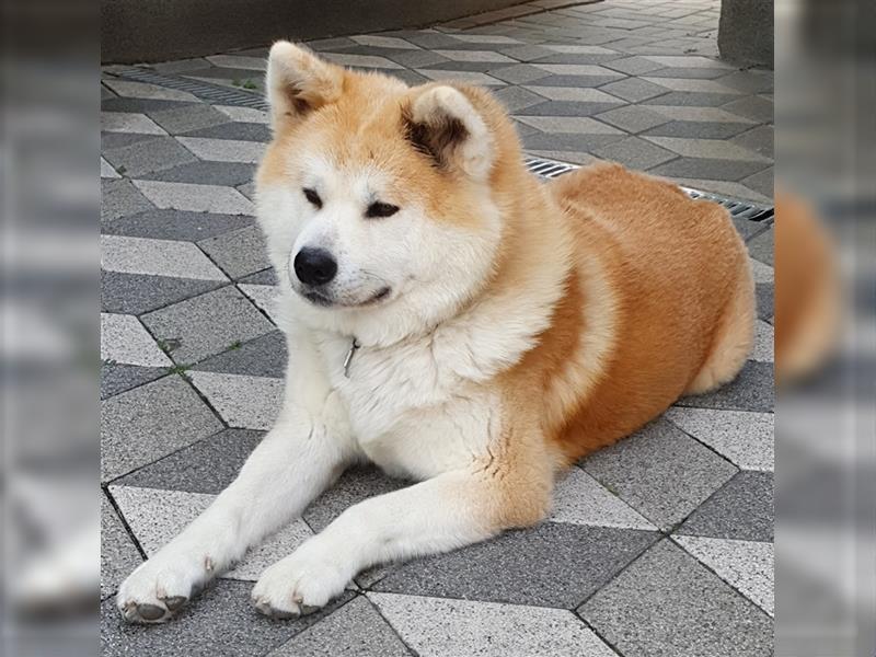 Akita Inu Welpen