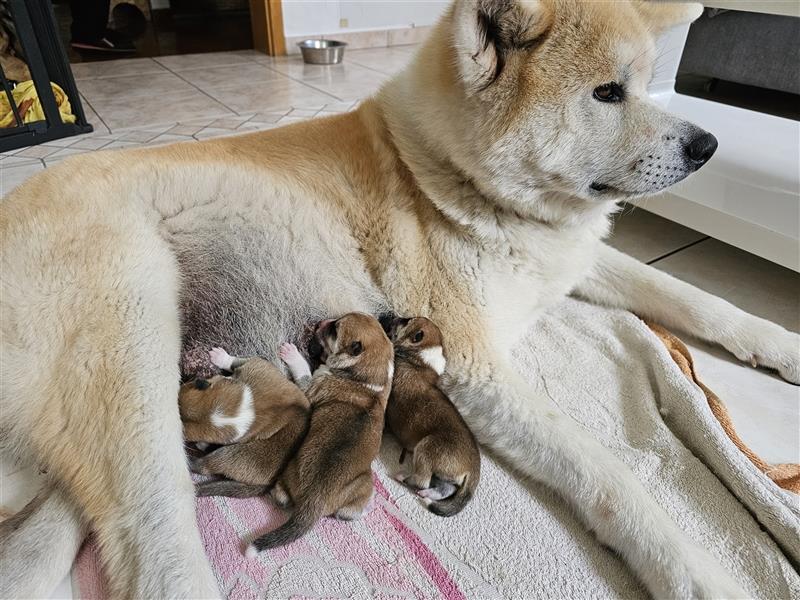 Akita Inu Welpen