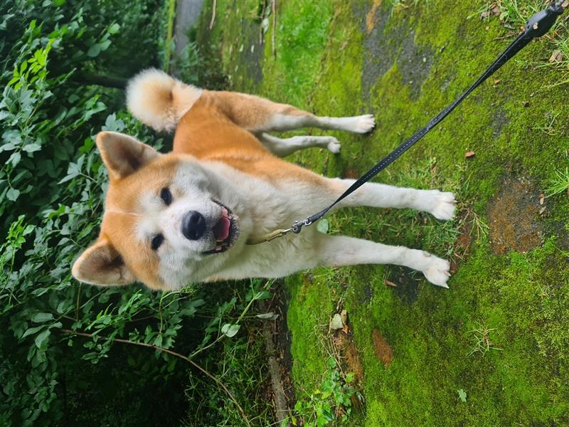 Akita Inu Rüde abzugeben