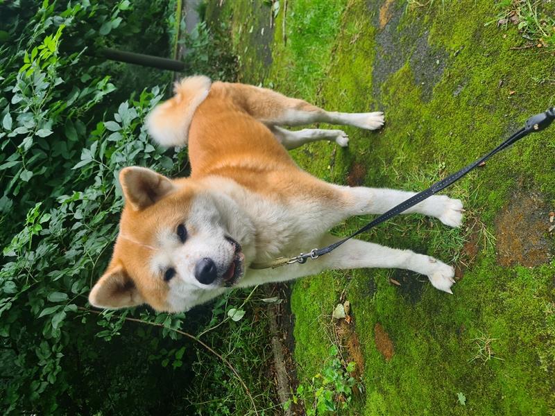 Akita Inu Rüde abzugeben