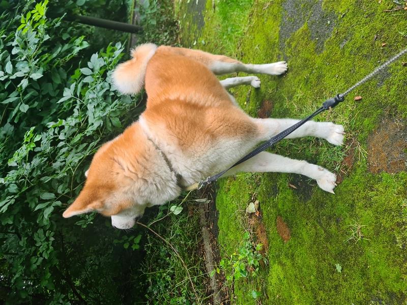 Akita Inu Rüde abzugeben