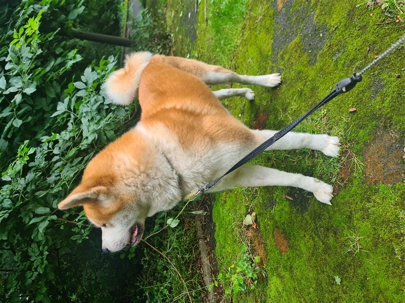 Akita Inu Rüde abzugeben