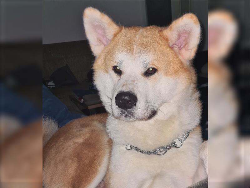 Reinrassiger FCI Standard Akita Inu Deckrüde