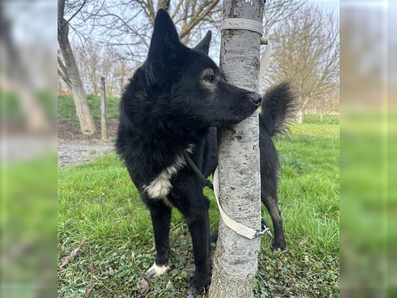 Floyd ein freundlicher verspielter Rüde