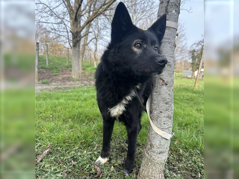 Floyd ein freundlicher verspielter Rüde