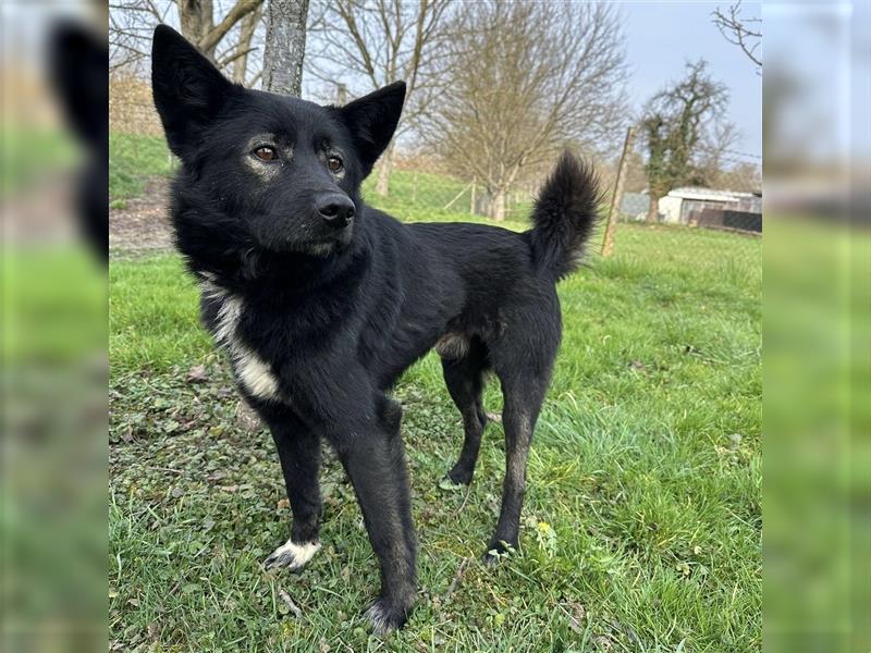 Floyd ein freundlicher verspielter Rüde