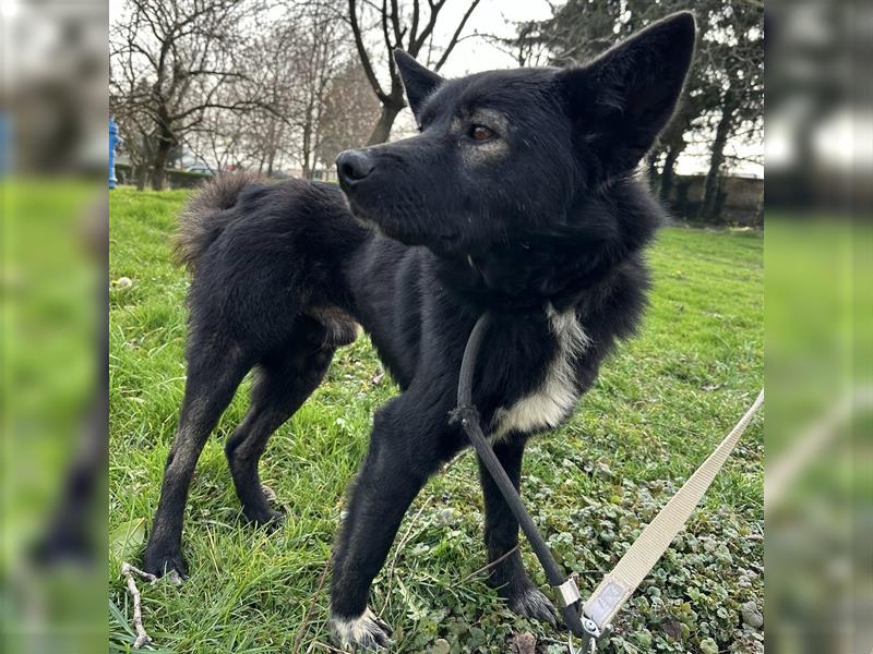 Floyd ein freundlicher verspielter Rüde