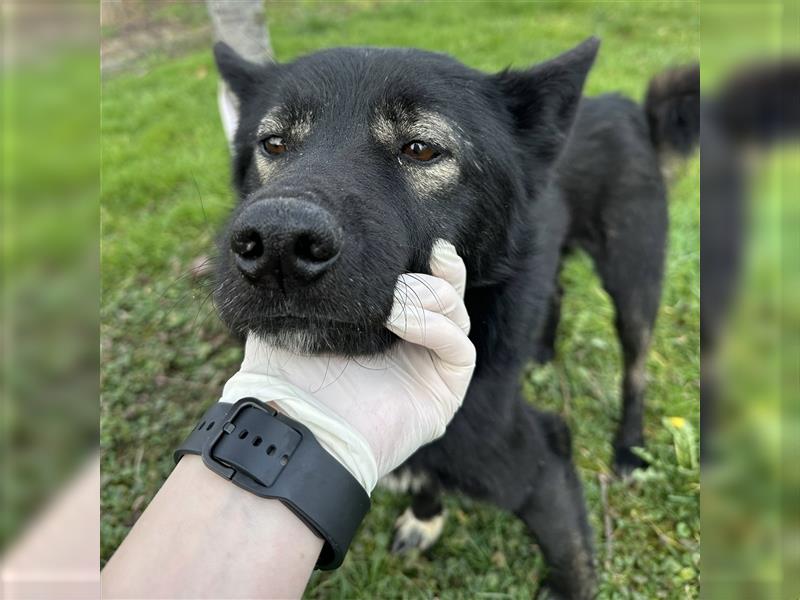 Floyd ein freundlicher verspielter Rüde