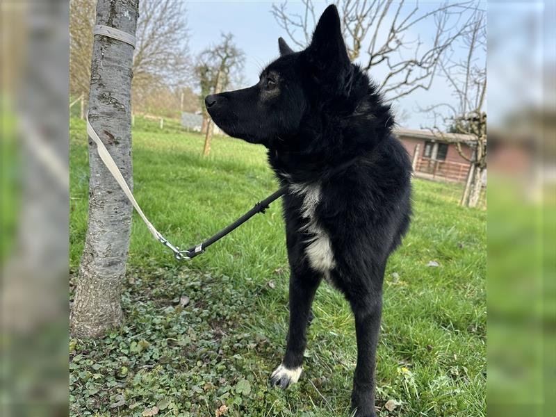 Floyd ein freundlicher verspielter Rüde