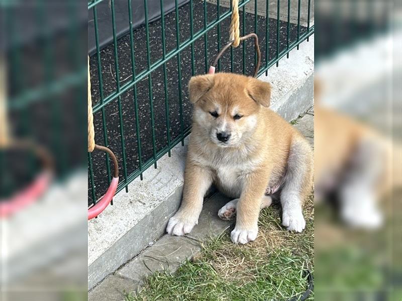 Akita Inu Welpen