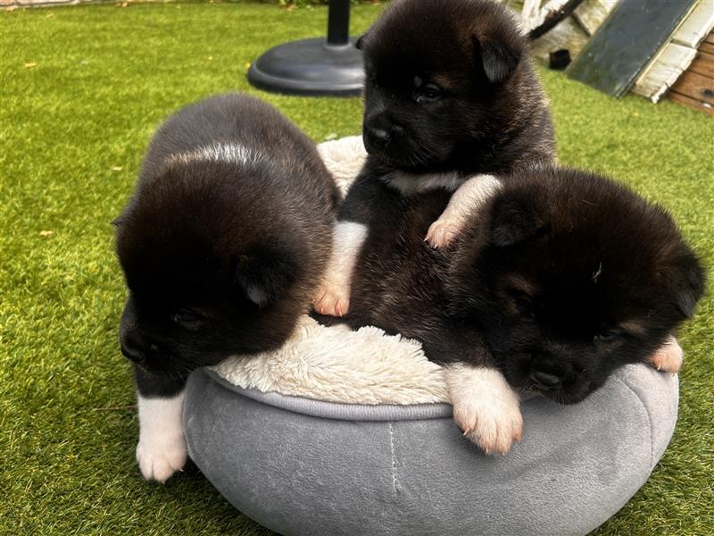 Ein Trio mit zwölf Pfötchen