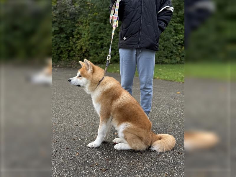 Reinrassiger japanischer Akita Inu. Stammbaum FCI.