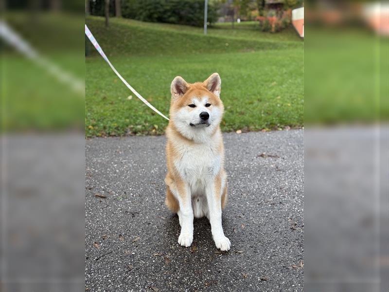 Reinrassiger japanischer Akita Inu. Stammbaum FCI.