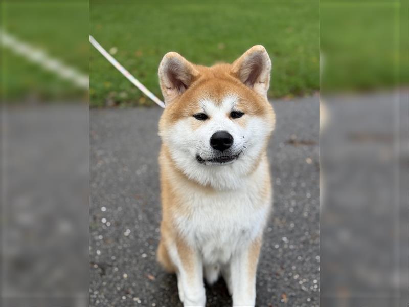 Reinrassiger japanischer Akita Inu. Stammbaum FCI.