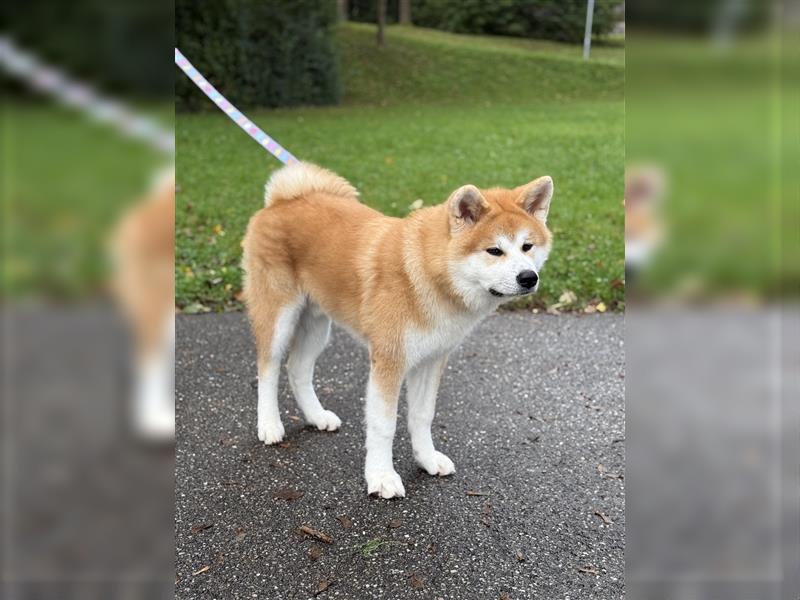 Reinrassiger japanischer Akita Inu. Stammbaum FCI.