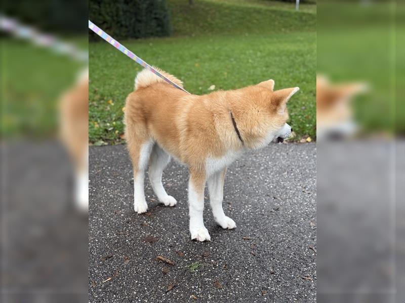 Reinrassiger japanischer Akita Inu. Stammbaum FCI.